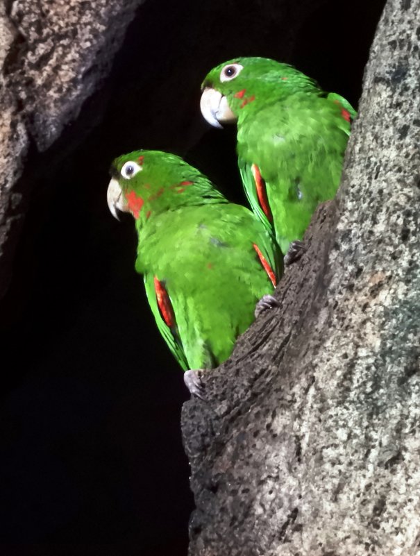 Любить — значит смотреть вместе в одном направлении. White-eared Parakeets - чудинова ольга 