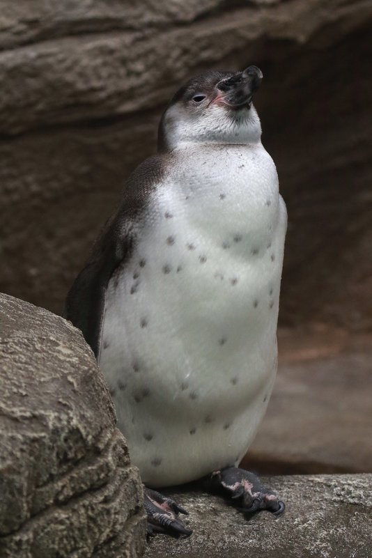 Пингвин Гумбольдта из Новосибирского Зоопарка - Владимир Шадрин