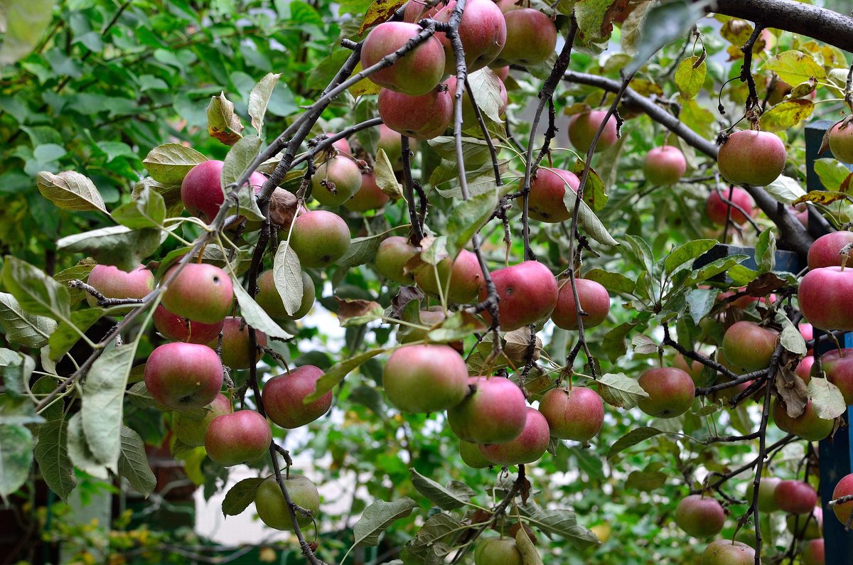 Урожайный яблочный год - Александр Стариков