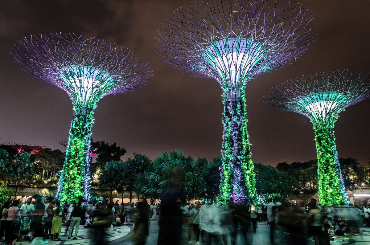 Supertree Grove, Сингапур. - Edward J.Berelet