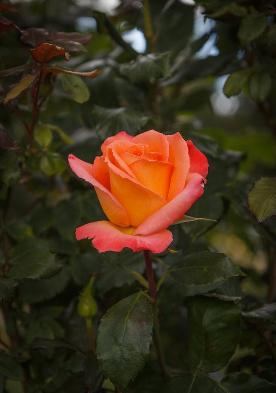 « Как же приятен розы мне цветочек, Ему сродни восточная заря,…» - Андрей Нибылица