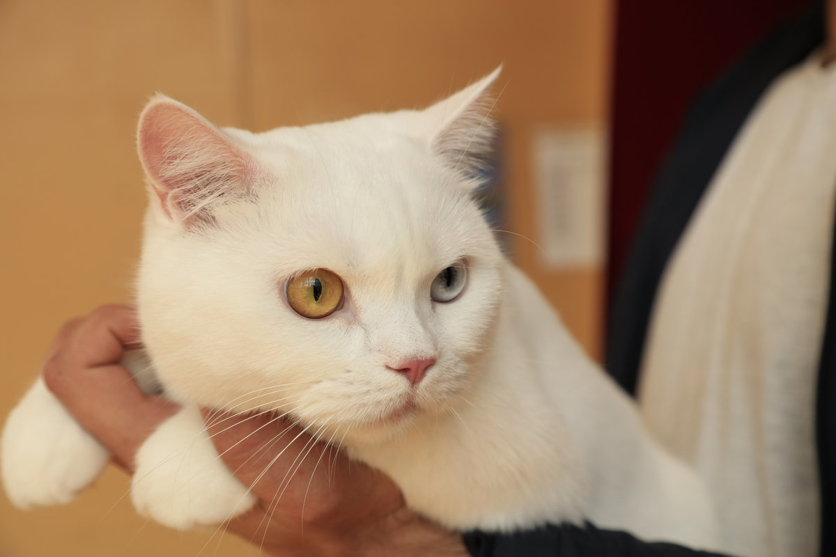 Белый котик - Sergey Prussakov
