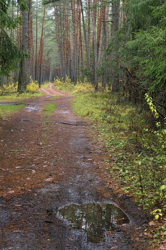 Ноябрьский лес - Kliwo 
