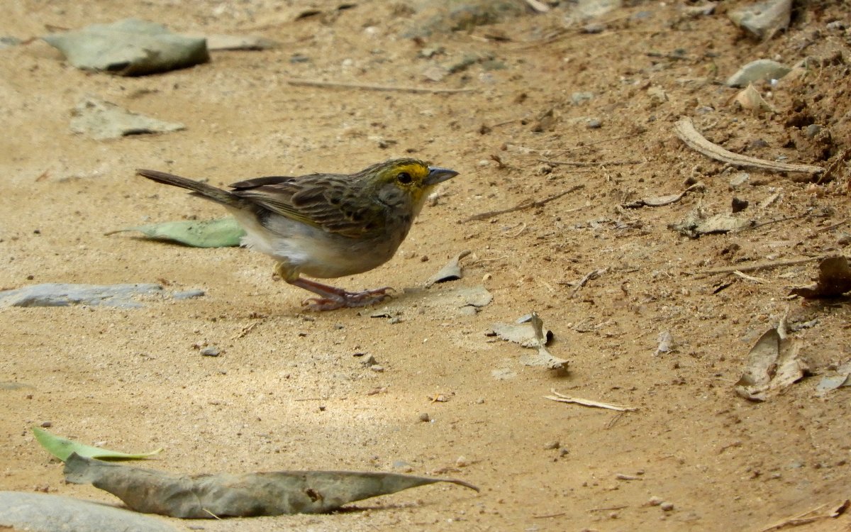 Yellow-browed Sparrow - чудинова ольга 