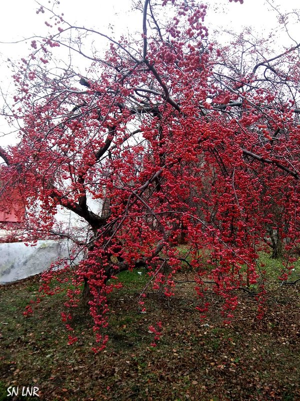 Эстафетацвета. Красный понедельник - удивительное дерево - Наталья (ShadeNataly) Мельник