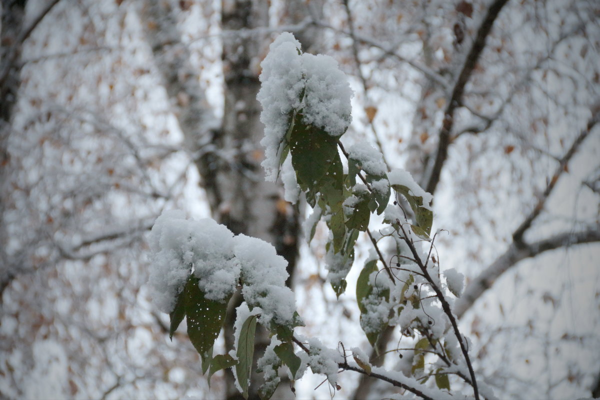 the first snow - Alice 