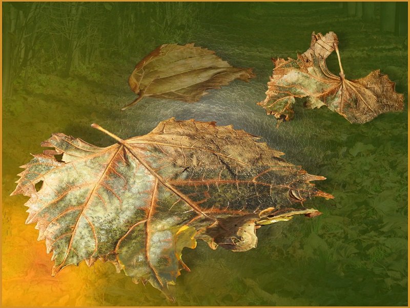 умирающие листья - Александр 
