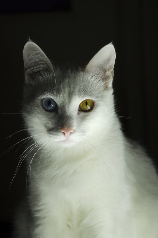 Портрет кота - Виктория Большагина