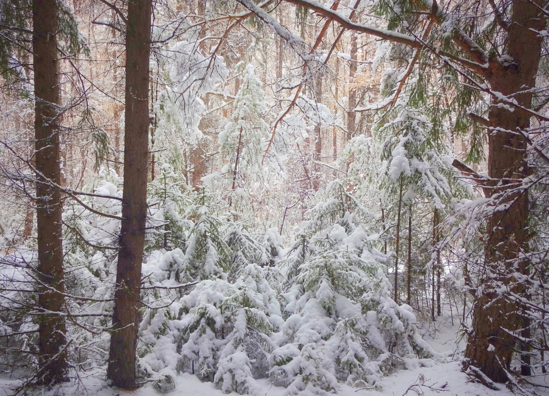 ...А просто выпал снег…И хмурый лес как будто стал светлее... - Елена Ярова
