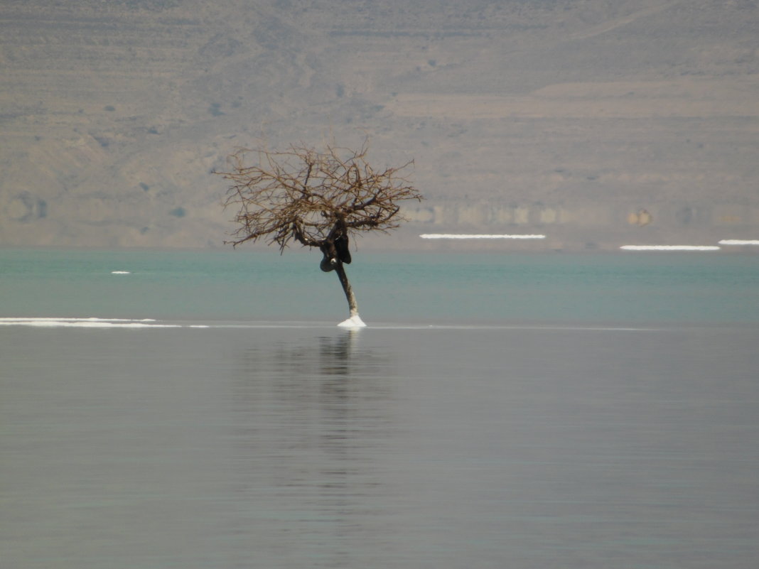 дерево по середине мертвого моря - Inna Galkina