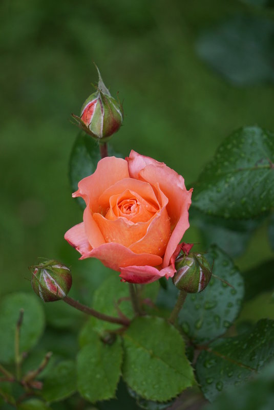 Очарование розы - Ольга 