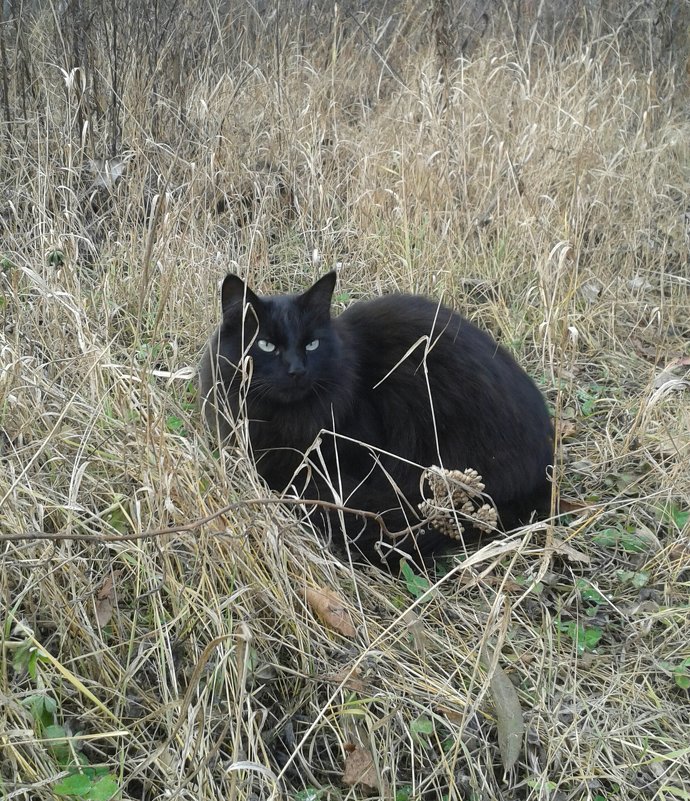 Лесной котик - наталия 