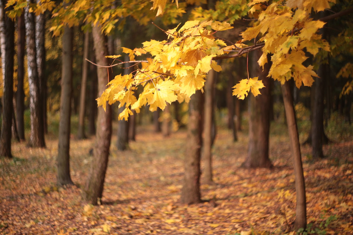 осень в лесу - Ninell Nikitina