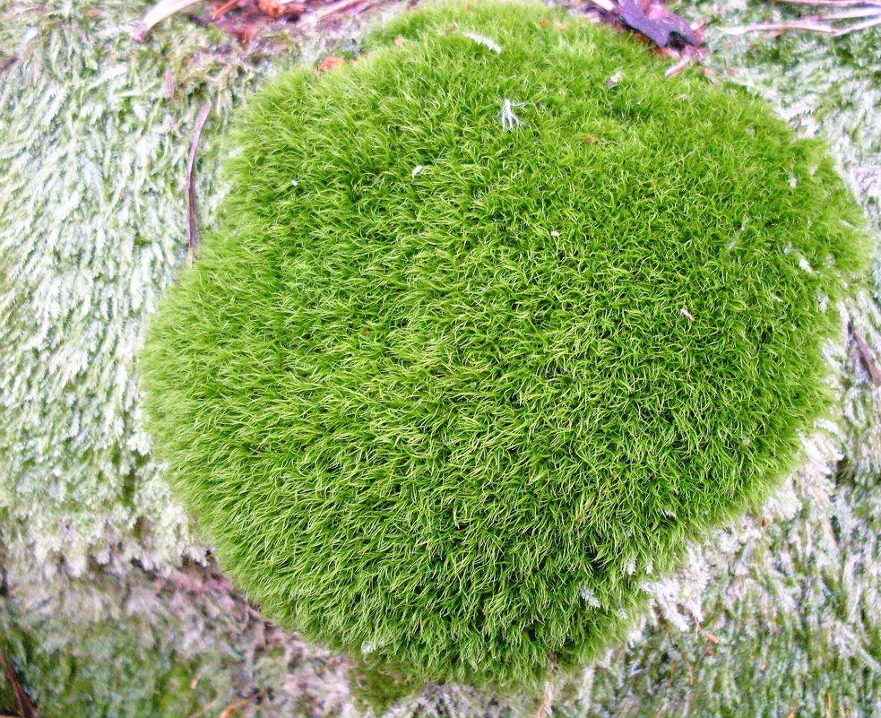 Даже зимой можно найти в лесу такую вот зелёную лужайку в миниатюре! - Александр Куканов (Лотошинский)