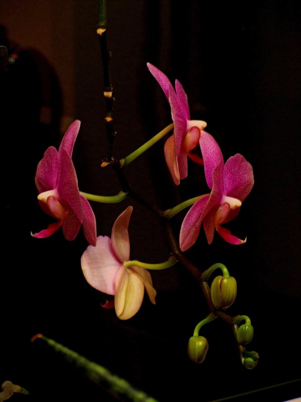 Ночная орхидея - Сергей Карачин