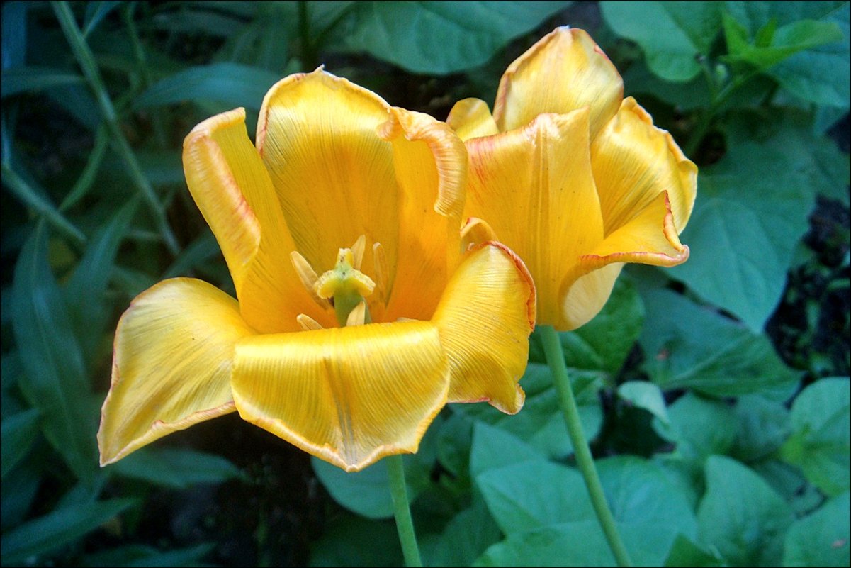 Жёлтые тюльпаны... - Нина Корешкова