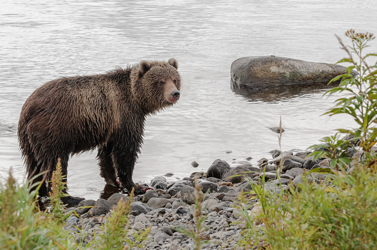 Медведь на Курильском озере - Александр Поборчий