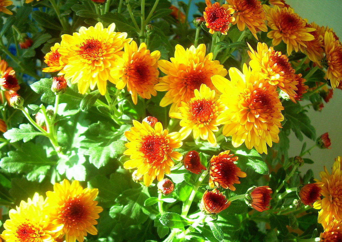 Осенние цветы в лучах солнца - татьяна 