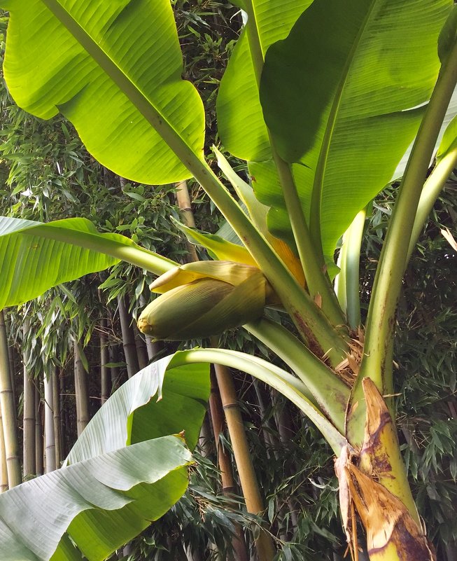 Цвет банана - Наталья Маркелова