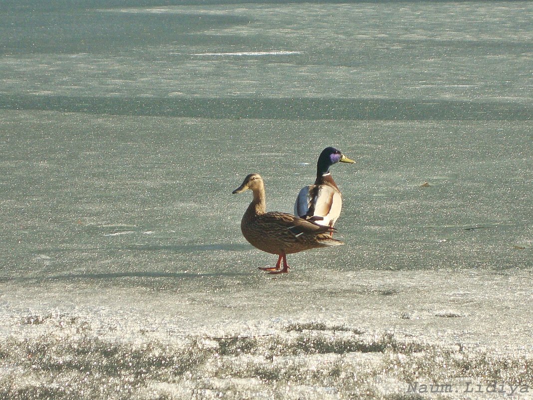 Спортивная пара на льду - Лидия (naum.lidiya)