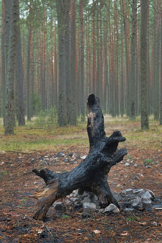 Хранитель лесного очага - Kliwo 