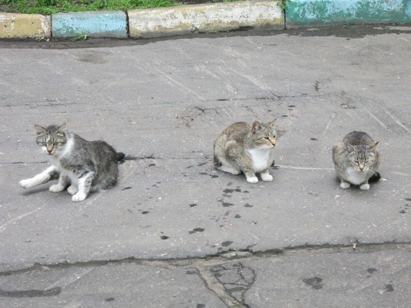 Сидят три кошки - Дмитрий Никитин