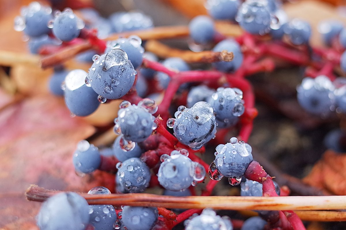 Девичий виноград в хрустале - wea *