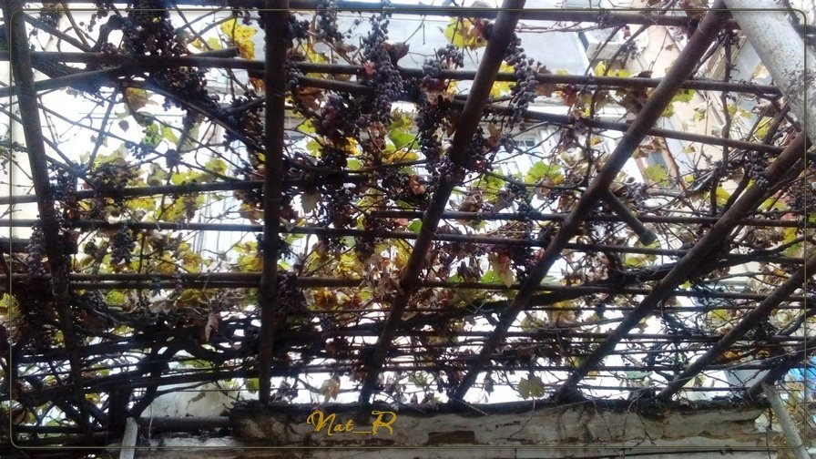 виноград в ноябре - maxim 