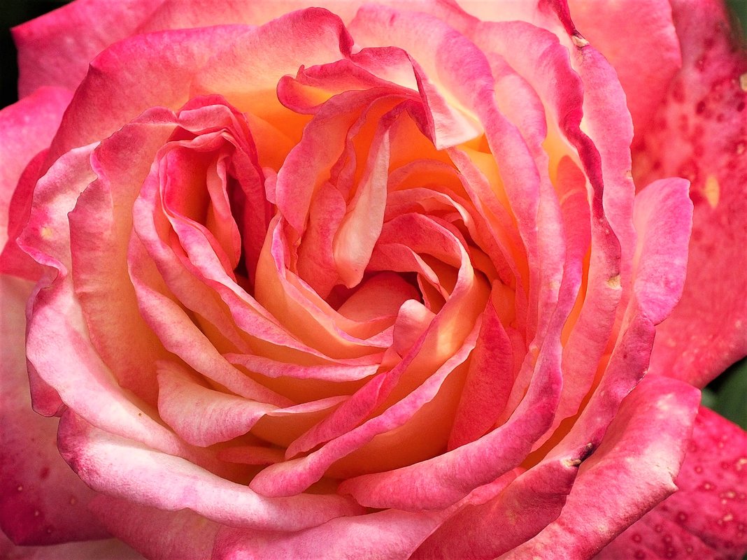 Розовая спираль - wea *