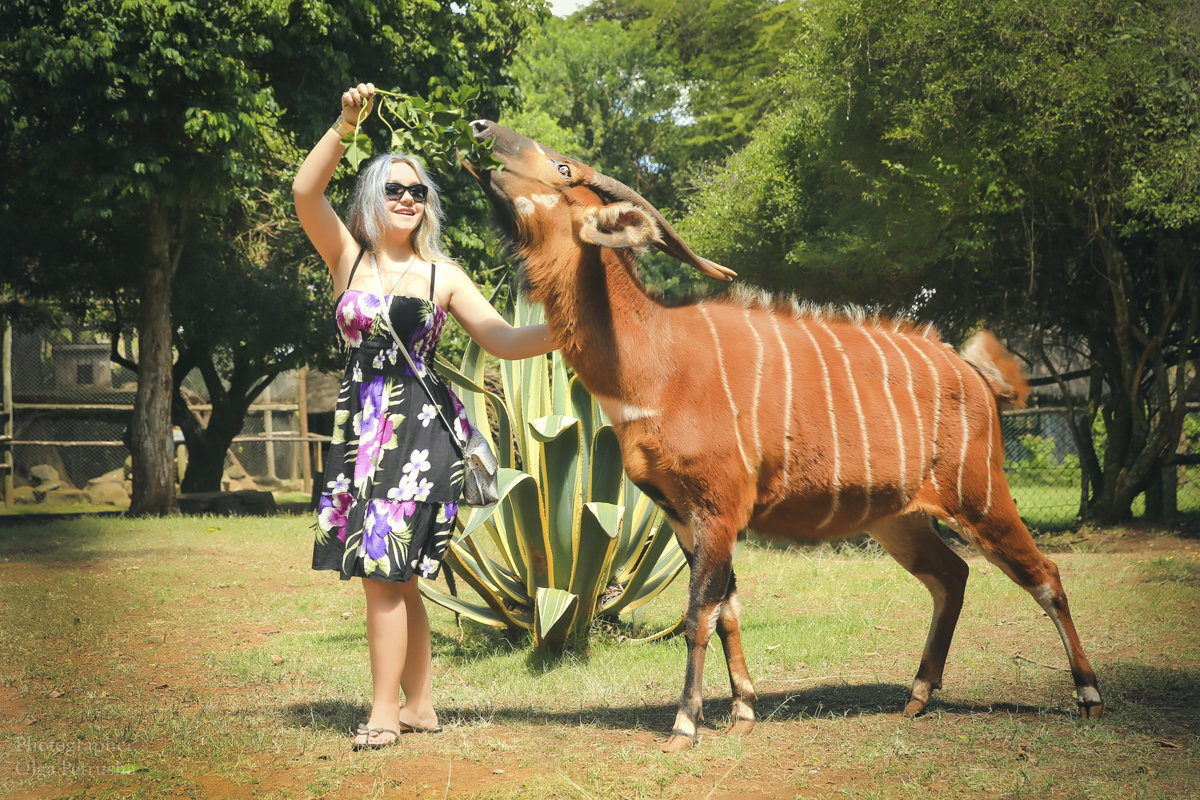 Девушка с антилопой Бонго в приюте для животных в Кении - Ольга Петруша