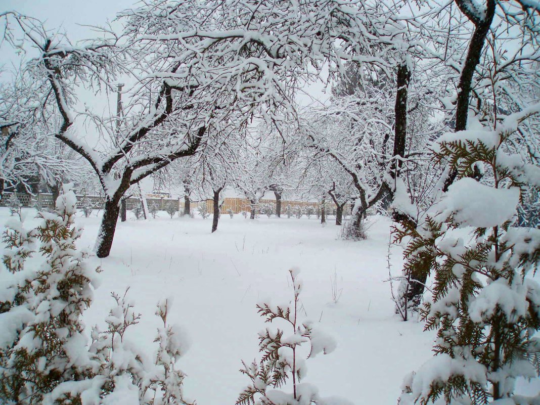 Žiemos pasaka Karsakiškyje / Winter tale in Karsakiškis - silvestras gaiziunas gaiziunas