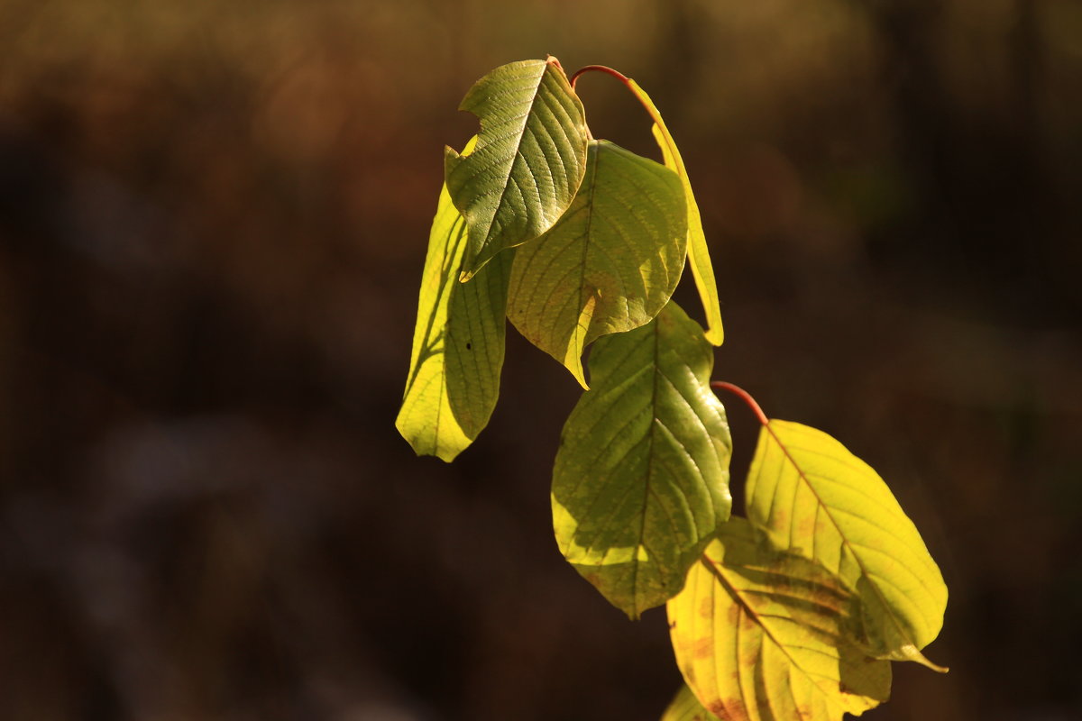 осенняя листва - оксана 