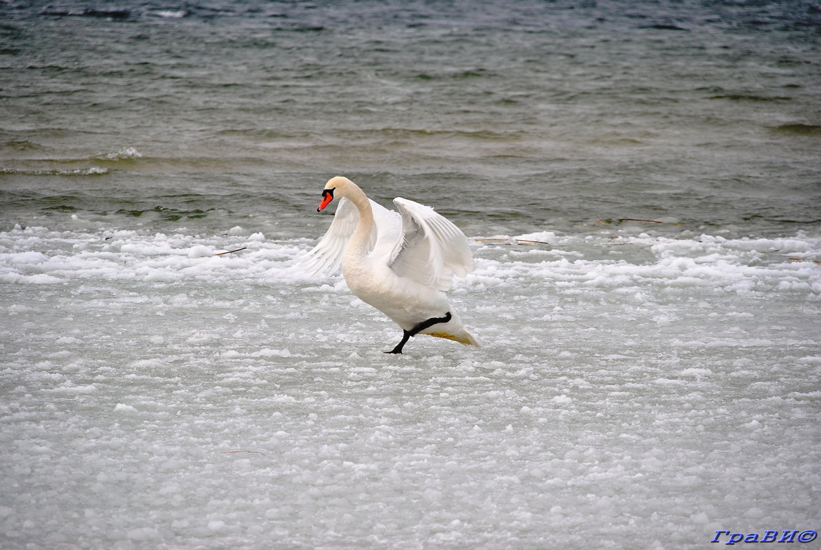 Танец одинокого лебедя - © ГраВИ
