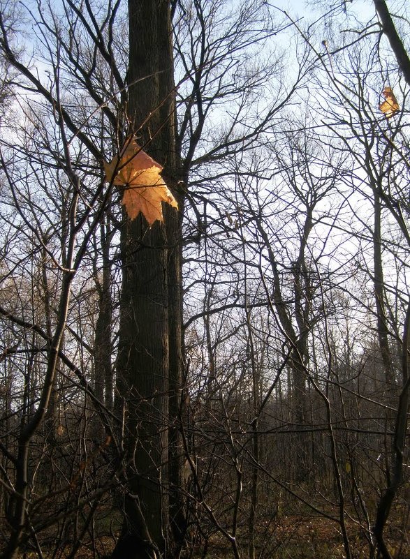 10.11.14 осенний лист - Анна Воробьева