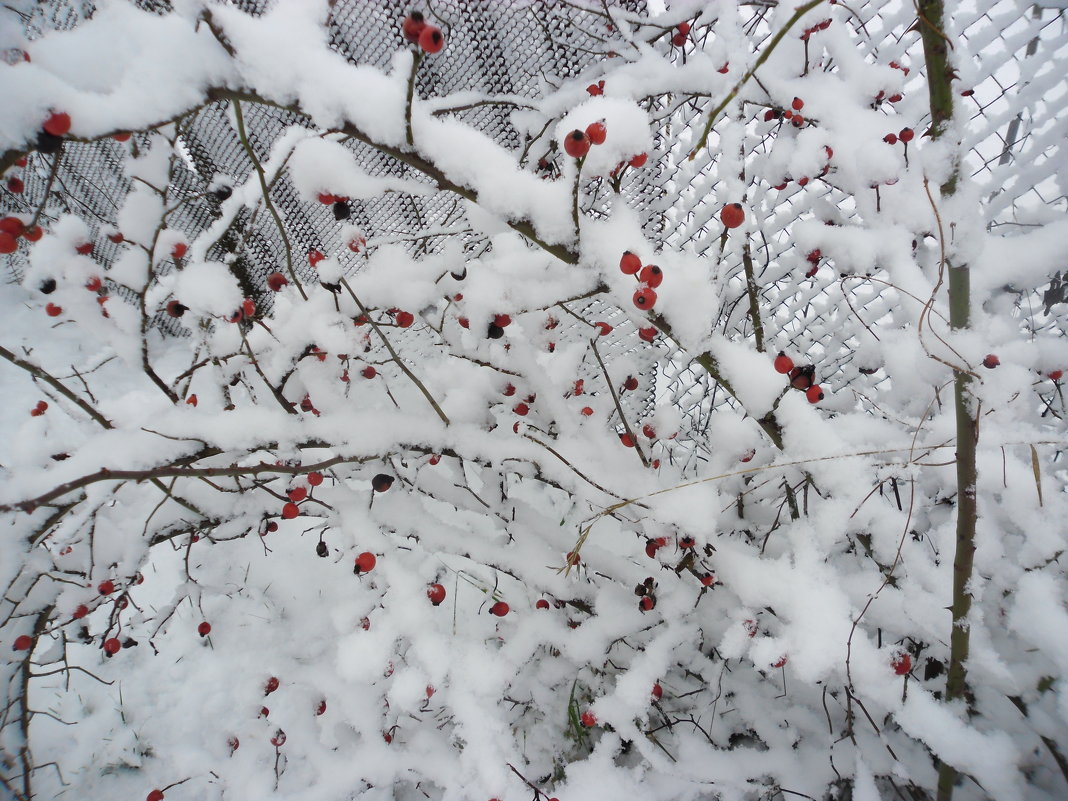 красное на снегу - Людмила 