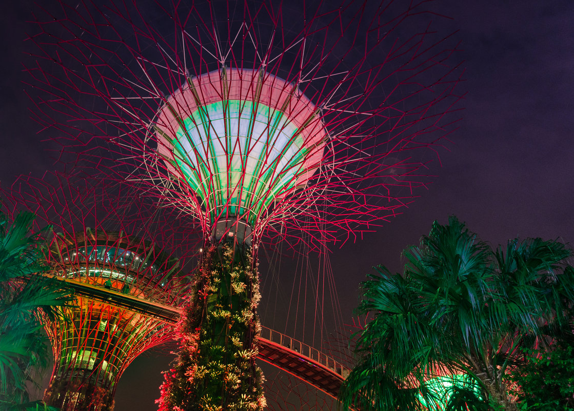 Supertree Grove, Сингапур. - Edward J.Berelet