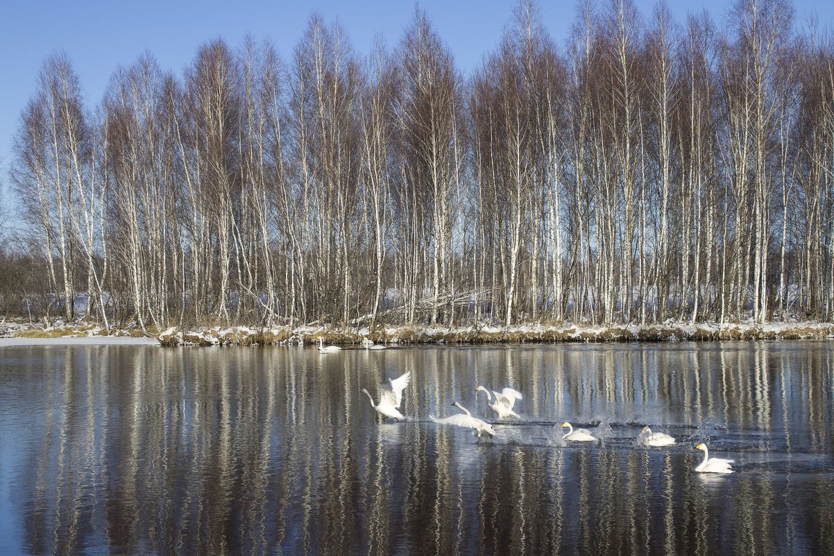 Лебеди на зимовке, Алтай - Алина Меркурьева