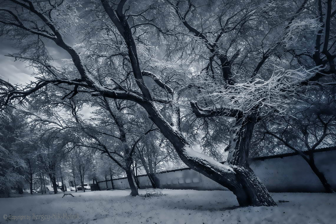 Снежно-денежное дерево - Sergey-Nik-Melnik Fotosfera-Minsk