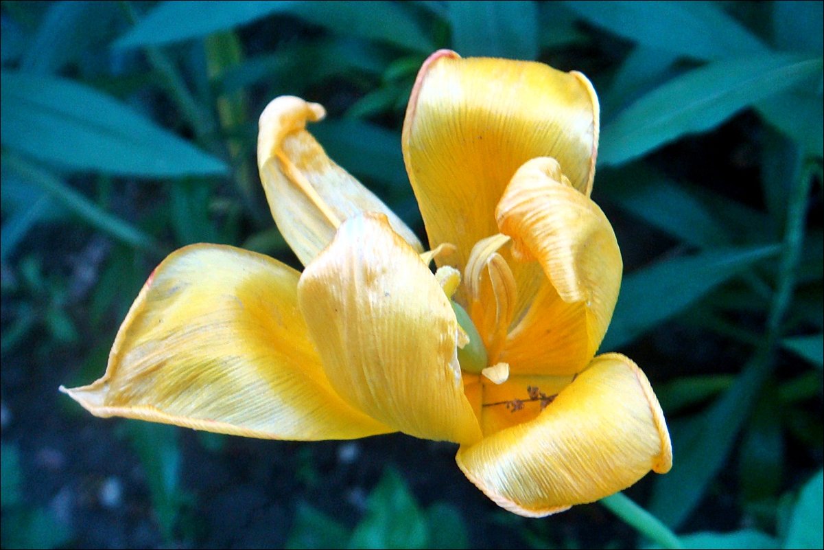 Причудливые лепестки тюльпана - Нина Корешкова