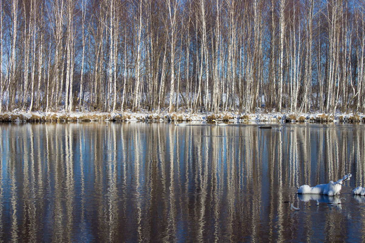 Озеро Светлое, Алтай - Алина Меркурьева