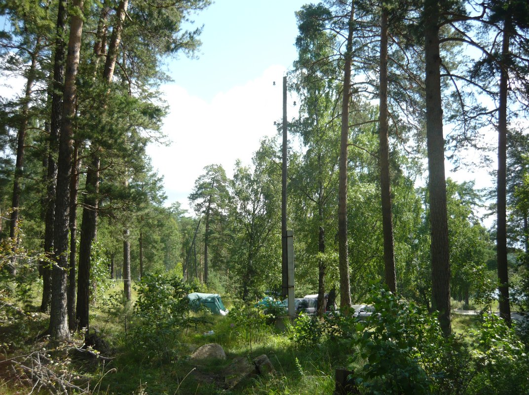 Палатки в лесу - Вера Щукина