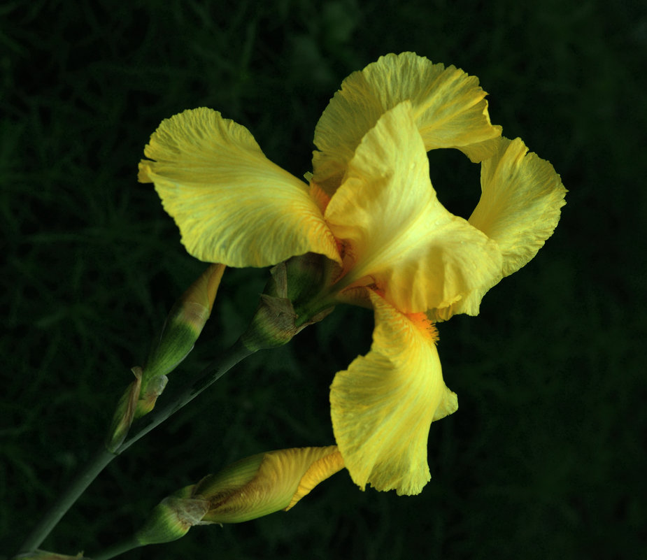 Желтый ирис. Yellow iris. - Юрий Воронов