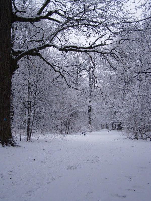 зимний пейзаж с половинкой дуба - Анна Воробьева