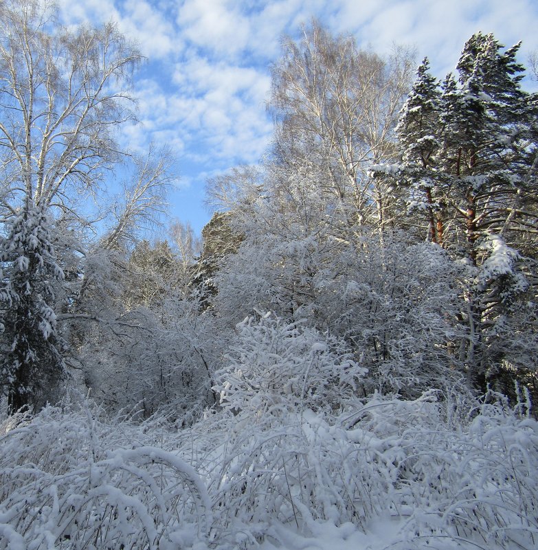 Зима в лесу - Galaelina ***