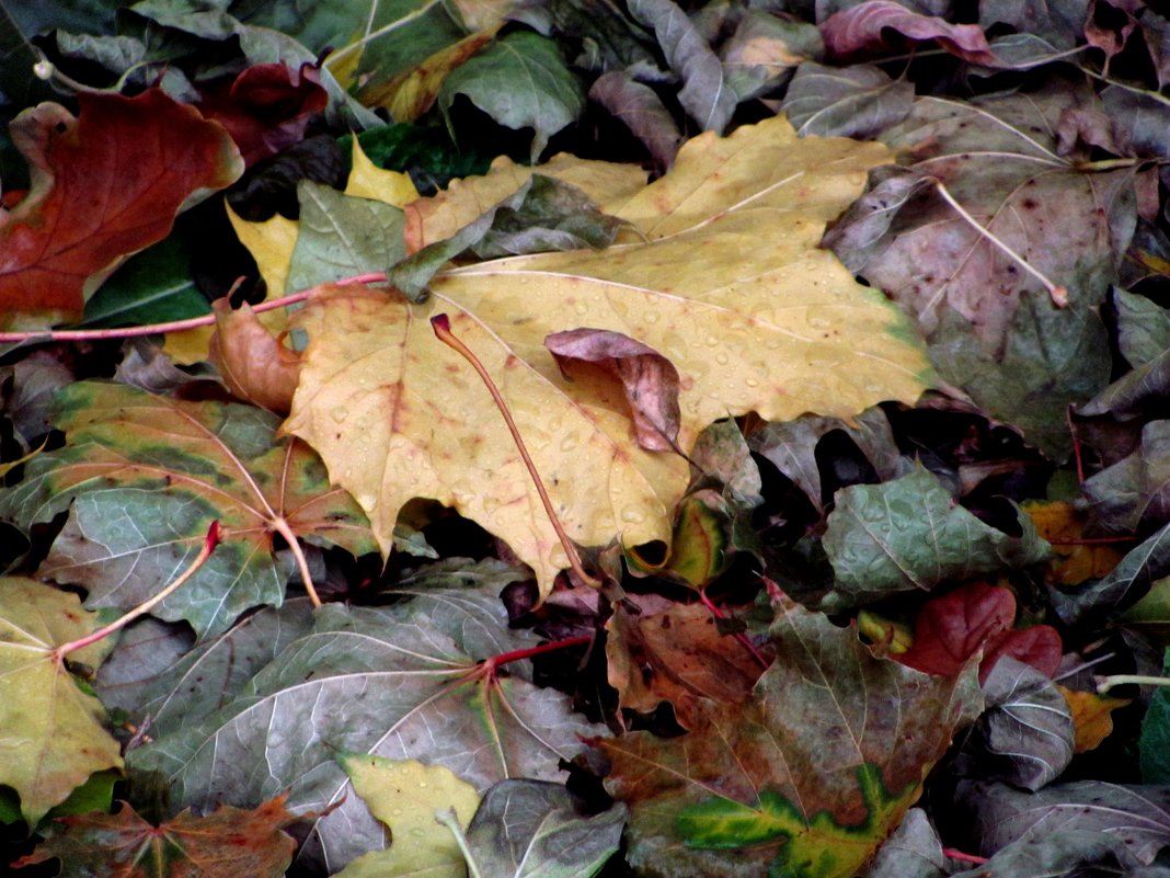 Осенние листья - Лидия Суюрова