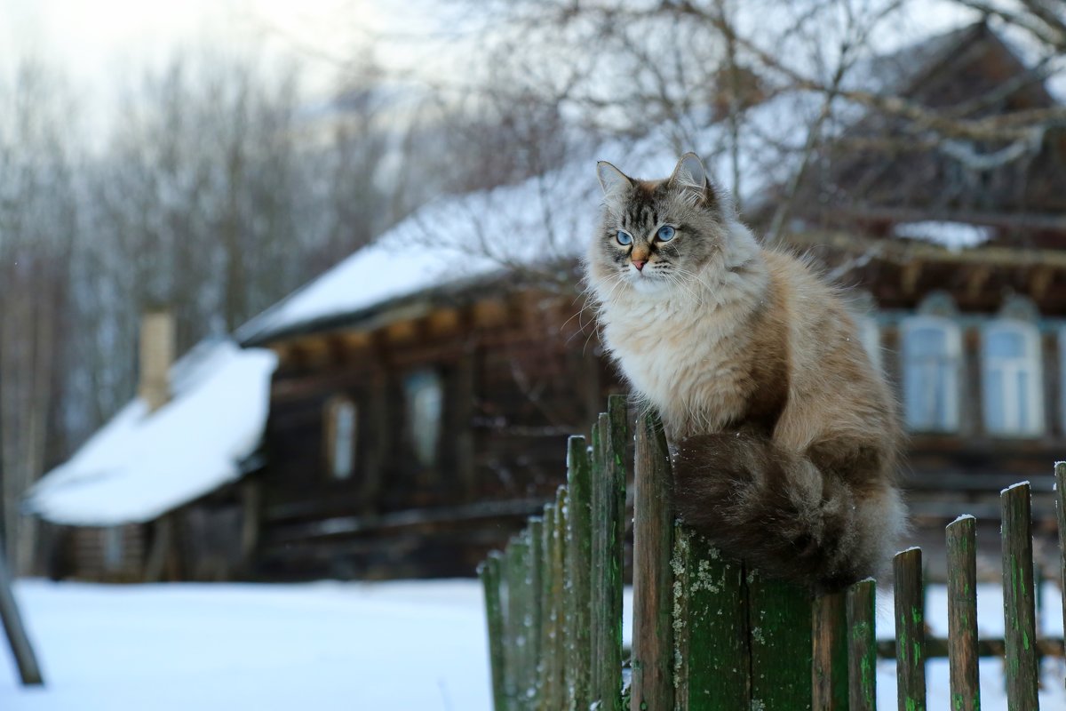 Кот в деревне