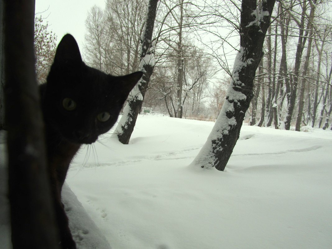 черный кот - Татьяна 