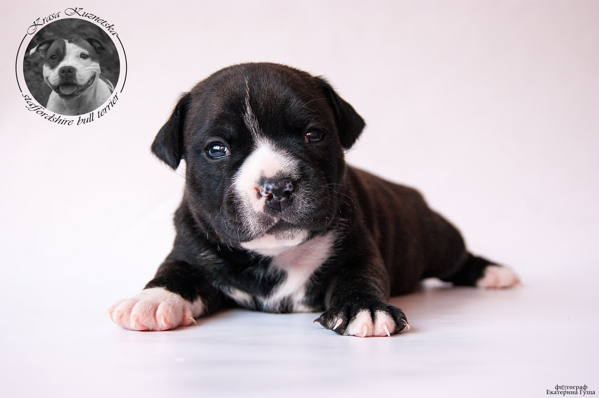 Puppies of Staffordshire Bull Terrier.Krasa Kuznetska. Фотограф Гуща Екатерина - Екатерина Гуща