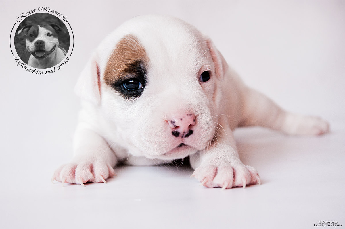 Puppies of Staffordshire Bull Terrier.Krasa Kuznetska. Фотограф Гуща Екатерина - Екатерина Гуща