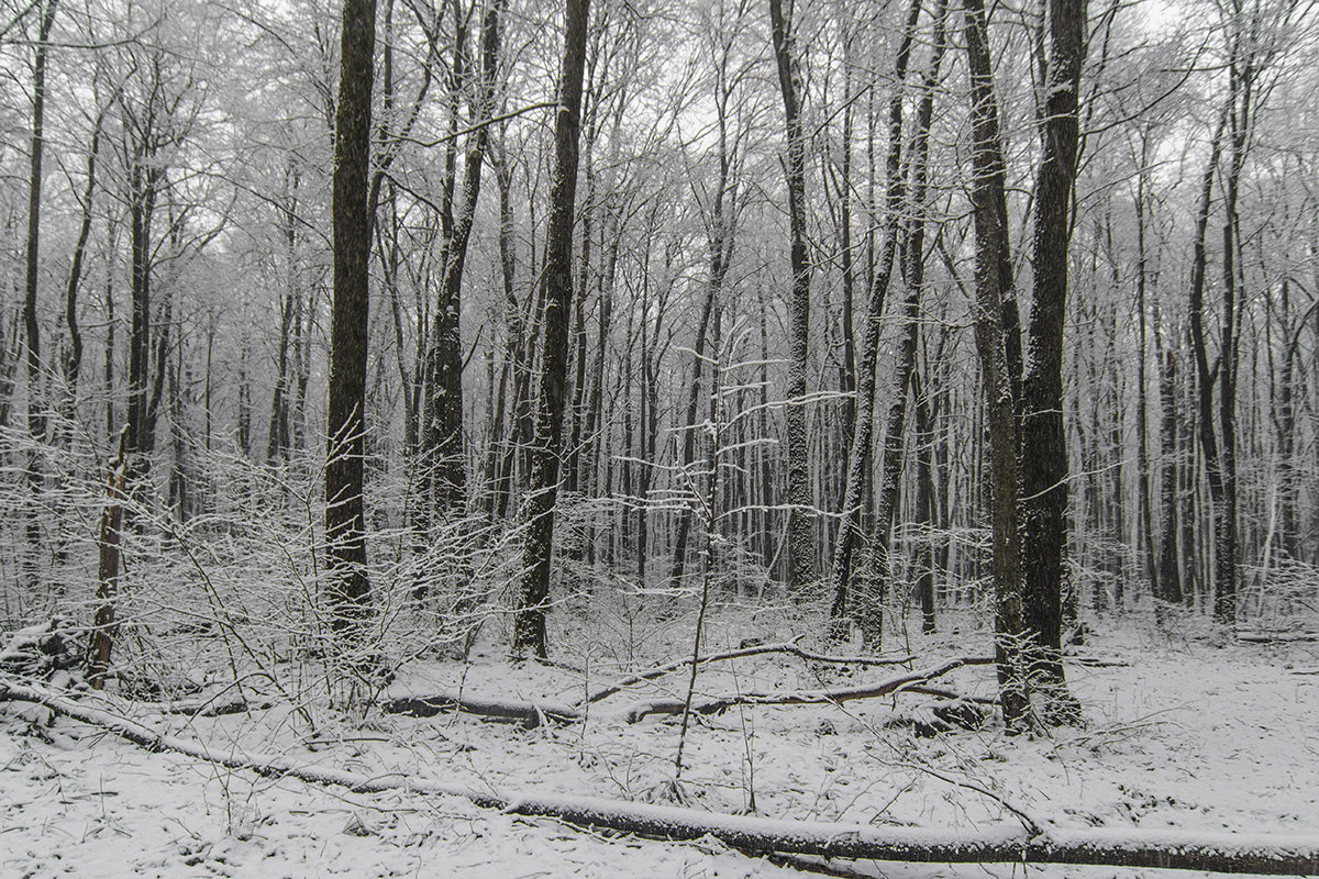 снег в лесу - Геннадий Свистов